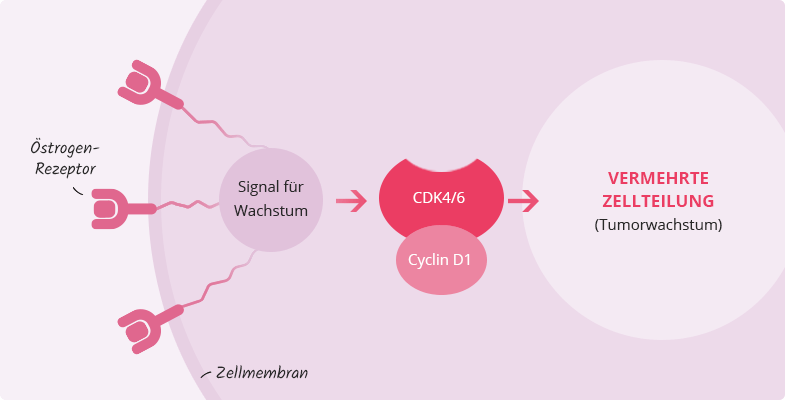 Vermehrte Zellteilung durch CDK4/6 Kontrollierte Zellteilung durch CDK4/6-Inhibitoren bei metastasiertem Brustkrebs