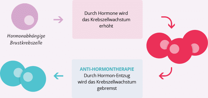Wirkung von Östrogen und Anti-Hormontherapie bei Metastasiertem Brustkrebs