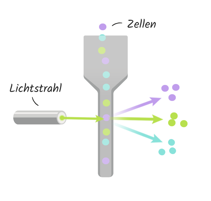 Minimale Resterkrankung bei Blutkrebs: Durchflusszytometrie