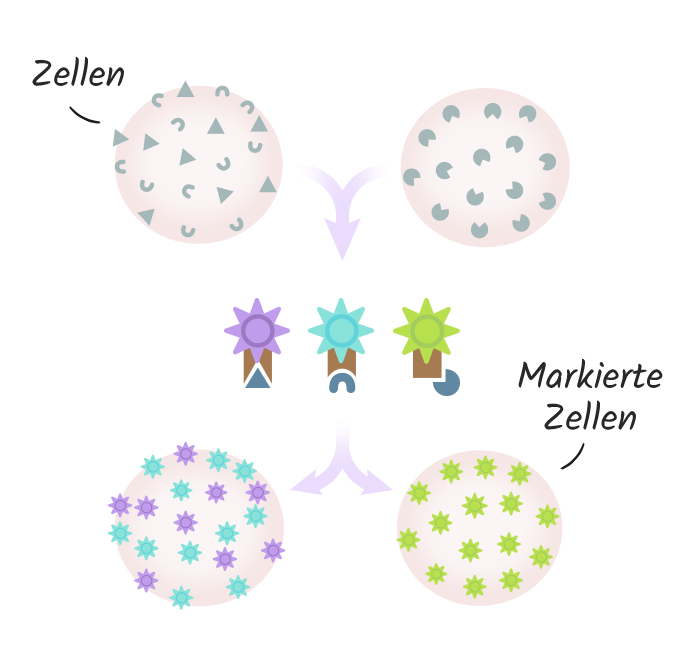 Minimale Resterkrankung bei Blutkrebs: Immunphaenotypisierung