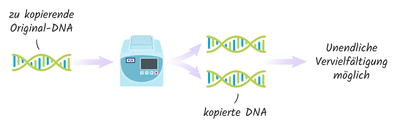 PCR (Polymerase-Kettenreaktion)