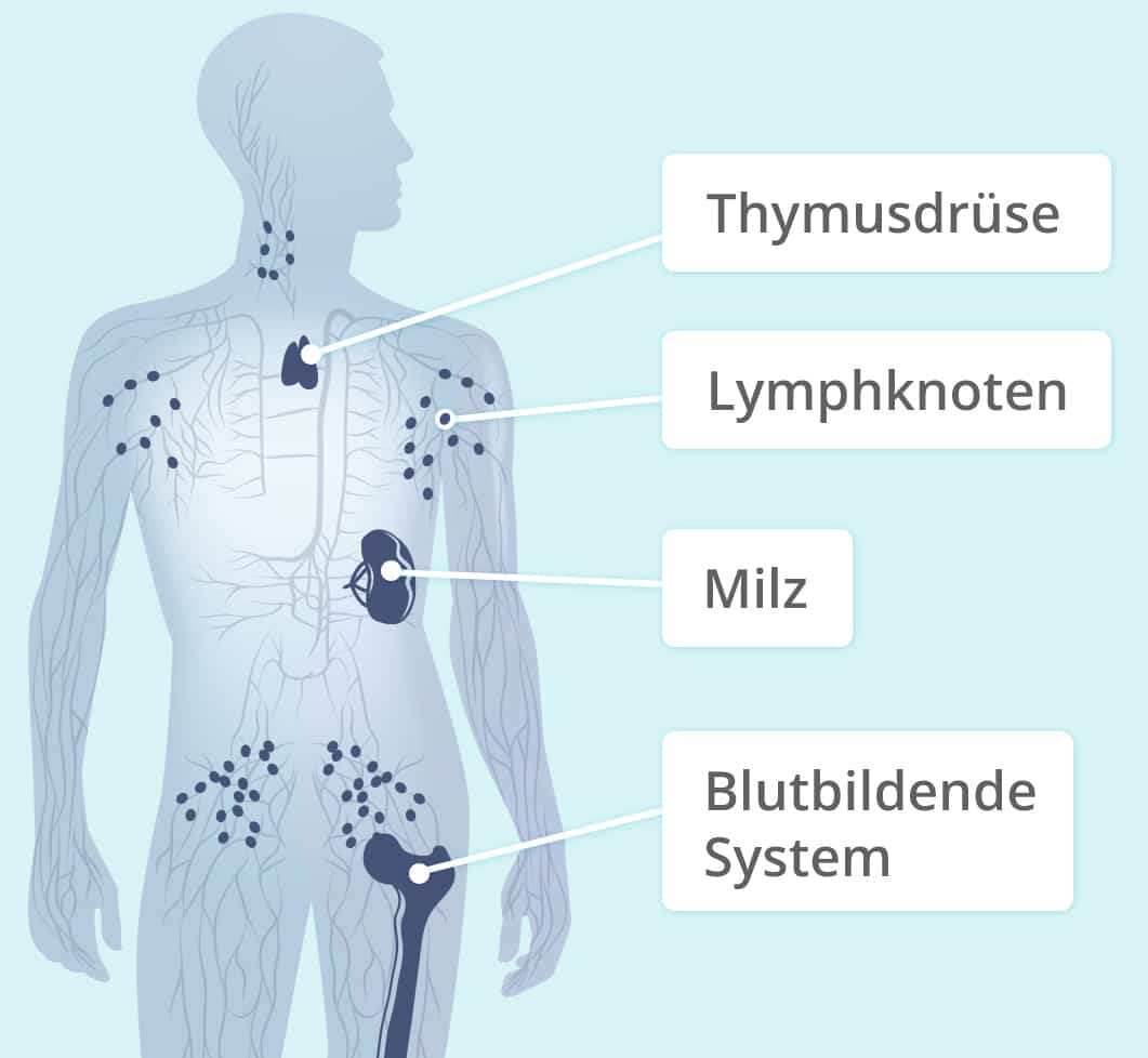 Lymphatisches System