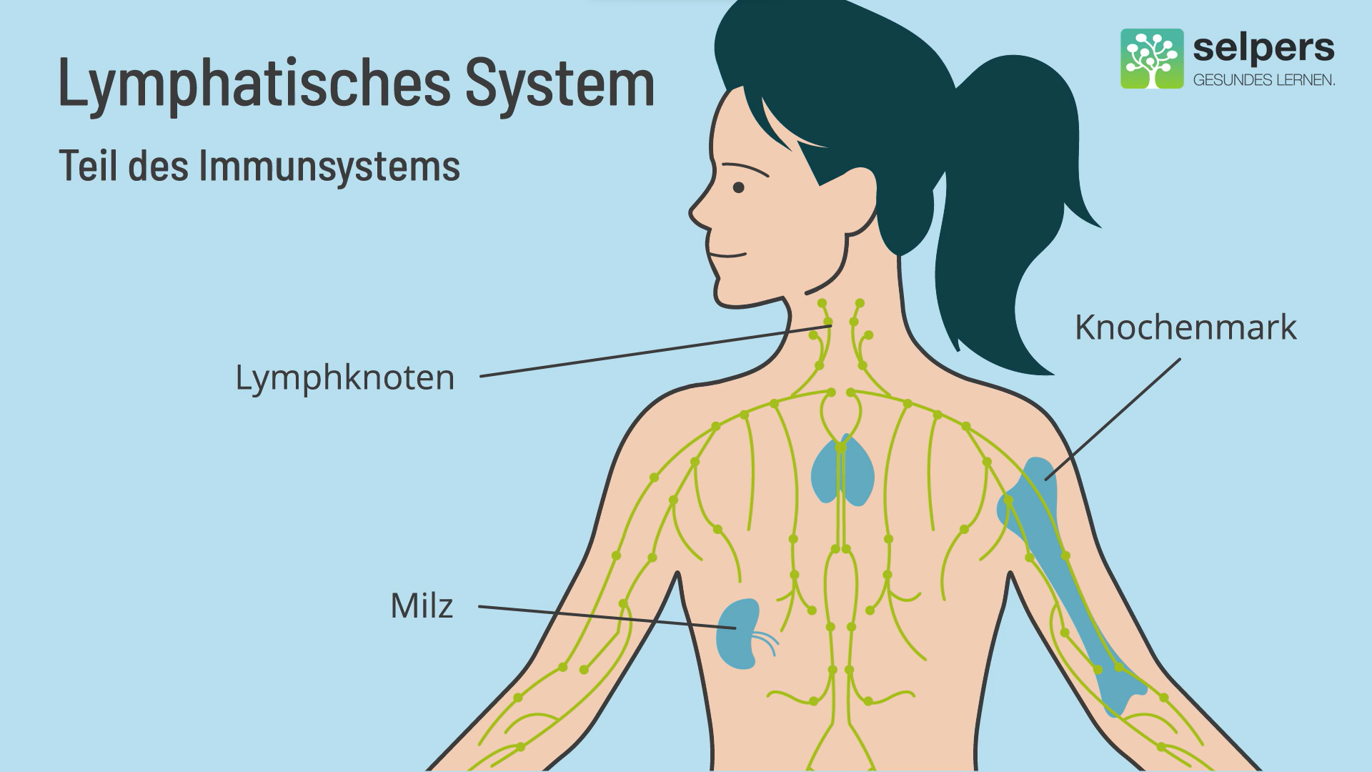 das-lymphatische-system-morbus-waldenstroem-selpers Das lymphatische System