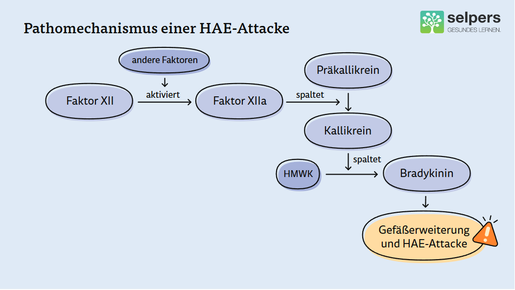 Pathomechanismus einer HAE-Attacke Pathomechanismus einer HAE-Attacke