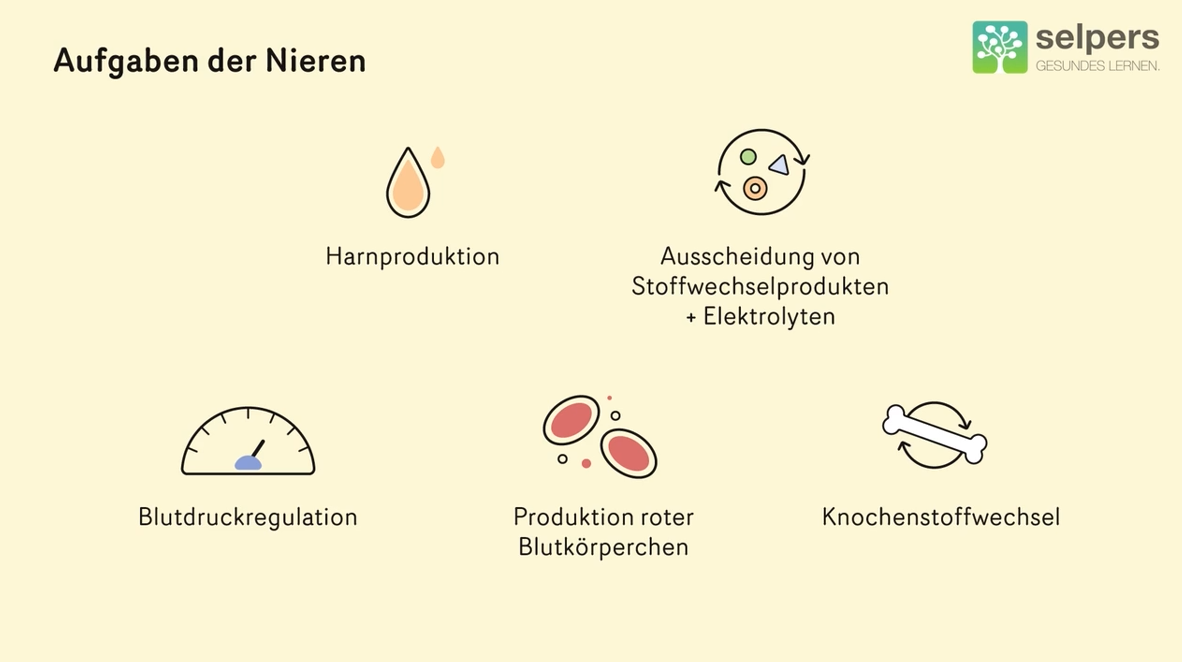 Aufgaben-der-Nieren-Dialyse-und-Juckreiz
